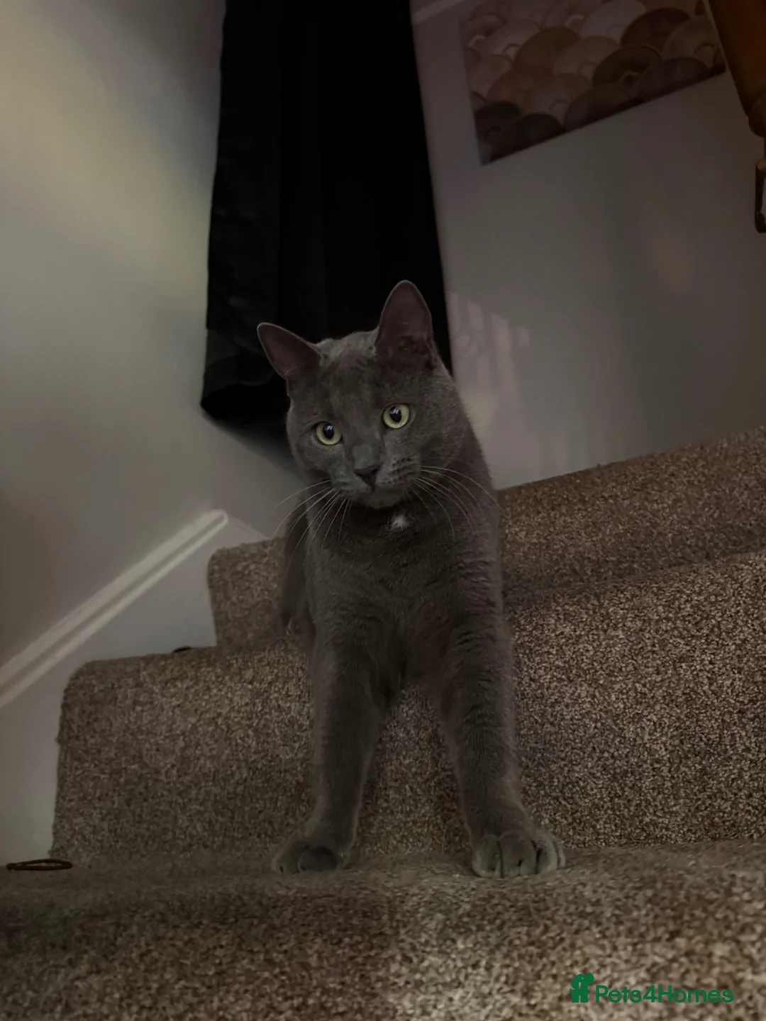 Mixed Breed cats for sale: British Shorthair X Blue Russian  in Birmingham - Advert 1
