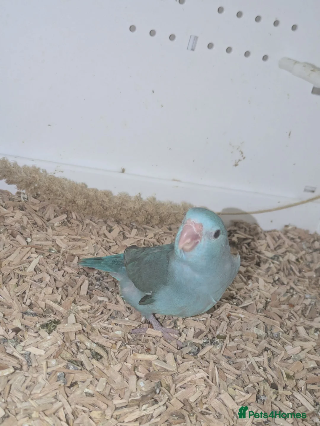 Parakeets birds for sale: Celestial Parrotlets  - Advert 5