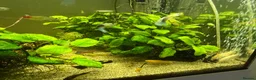 Corys fish for sale: 4-Year Established 120L Community Aquarium - Advert 3