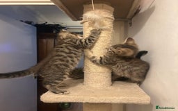 Maine Coon cats for sale: Beautiful tabby Maine Coon X kittens  - Image 12