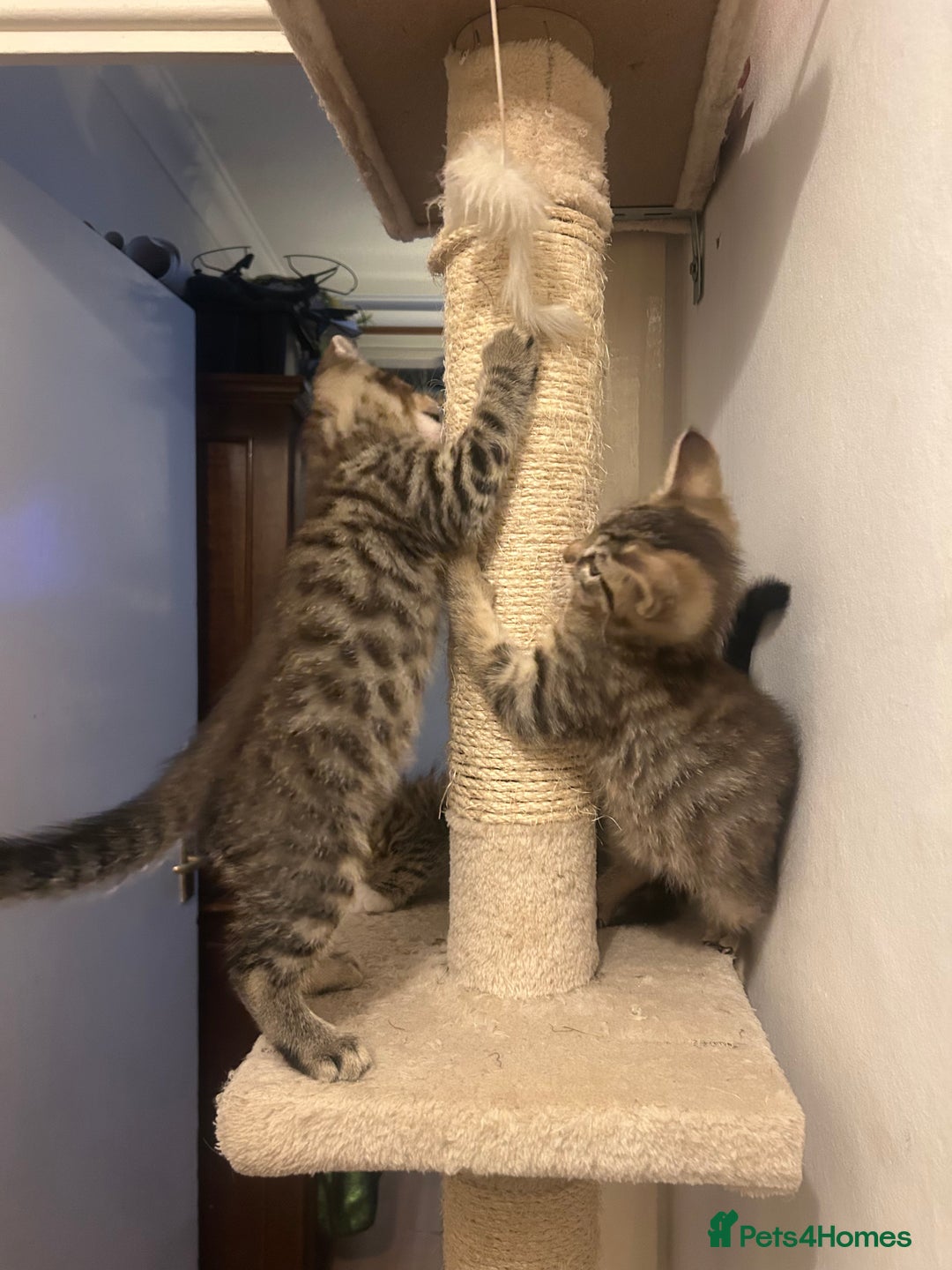 Maine Coon cats for sale: Beautiful tabby Maine Coon X kittens  - Image 12
