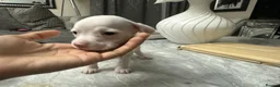 Mixed Breed dogs for sale: Mixed breed puppies in Rowley Regis - Advert 16