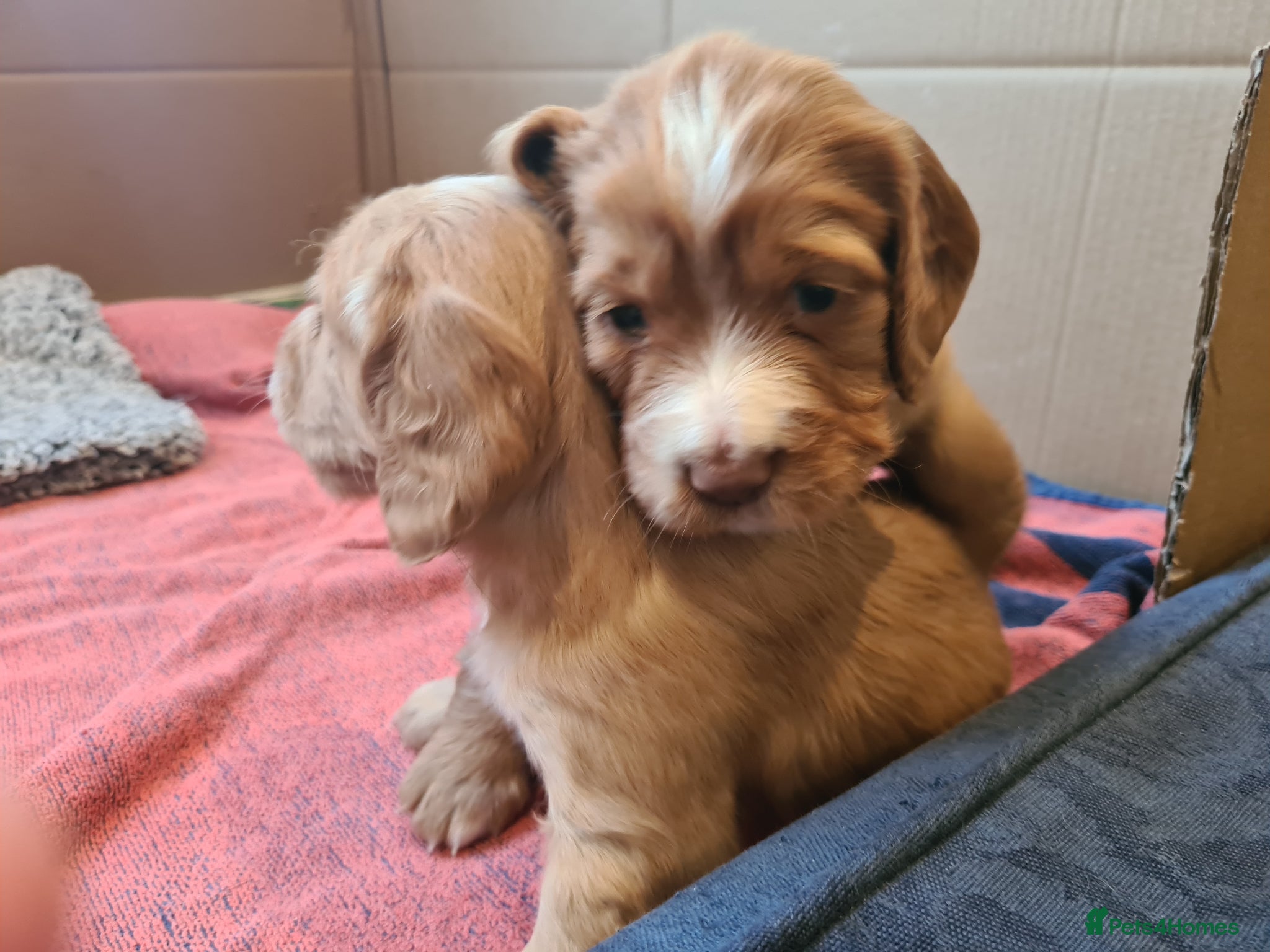 Cocker Spaniel dogs KC registered Cocker Spaniels from family home - Advert 18