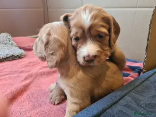 Cocker Spaniel dogs KC registered Cocker Spaniels from family home - Advert 18