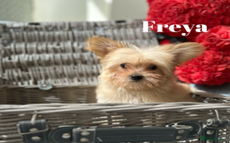 Yorkshire Terrier dogs for sale: Adorable Golddust Yorkshire Terrier Puppies - Image 15