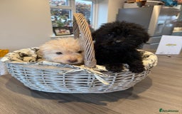 Labrador Retriever dogs for sale: Ready now labradoodles  - Image 5