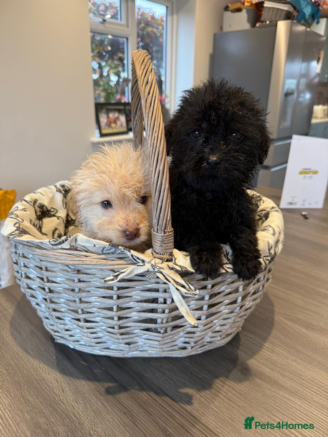 Labrador Retriever dogs for sale: Ready now labradoodles  - Image 5