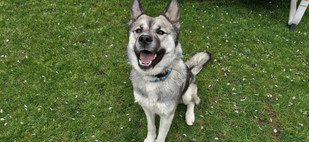 Mixed Breed dogs for sale: Storm - 2 years old - Advert 1