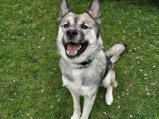 Mixed Breed dogs Storm - 2 years old - Advert 4