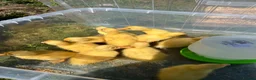 Ducks poultry for sale: Indian runner ducks x Cherry valley  in Bridgwater - Advert 1