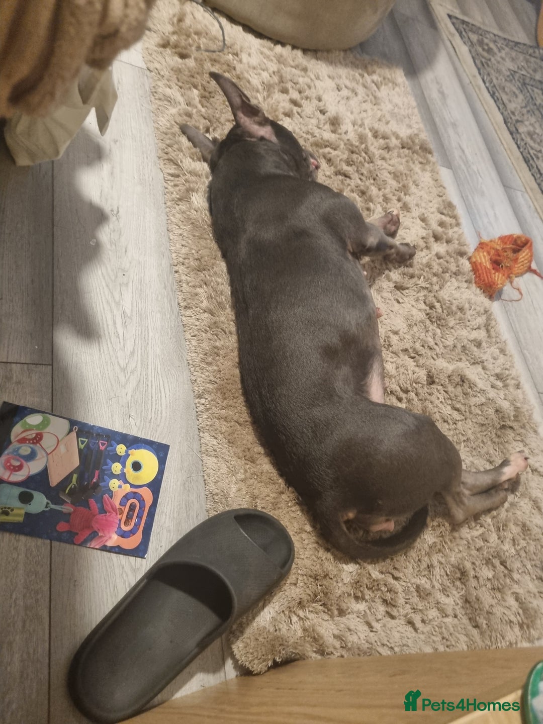 Staffordshire Bull Terrier dogs for sale: Blue Staffordshire bull terrier.  - Image 7