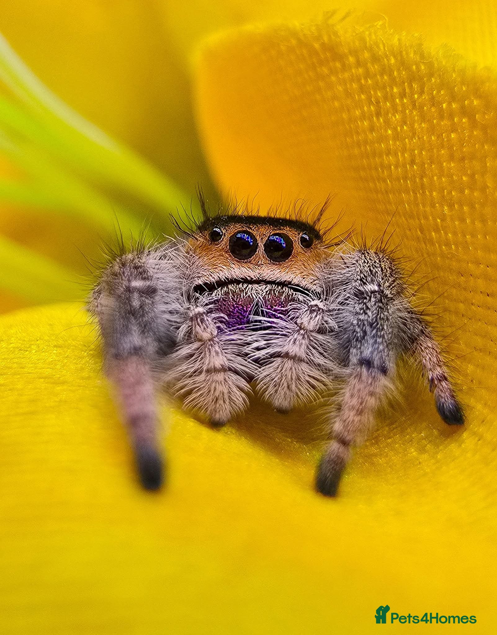 Spiders invertebrates Phidippus regius jumping spider - Advert 1