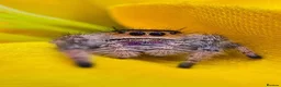 Spiders invertebrates for sale: Phidippus regius jumping spider - Advert 1