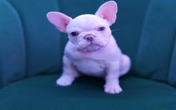 French Bulldog dogs for sale: KC French Bulldog Ready Now ! - Image 6