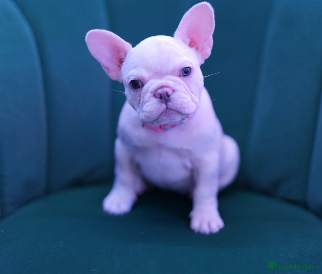 French Bulldog dogs for sale: KC French Bulldog Ready Now ! - Image 6