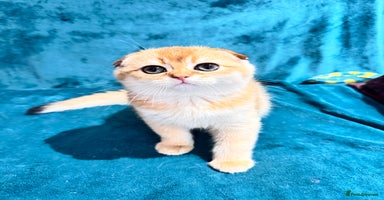 Scottish Fold cats - Advert 4