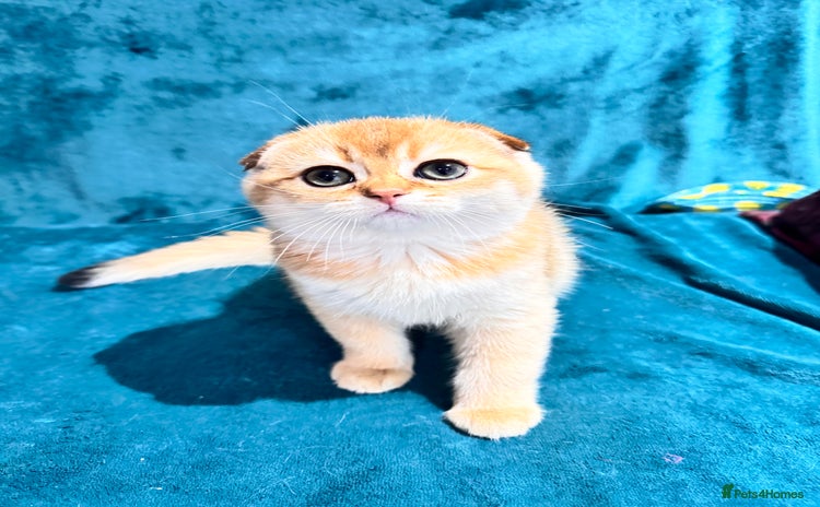 Scottish Fold cats - Advert 3