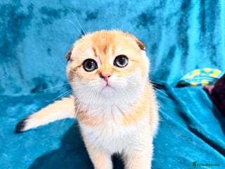 Scottish Fold cats - Advert 3