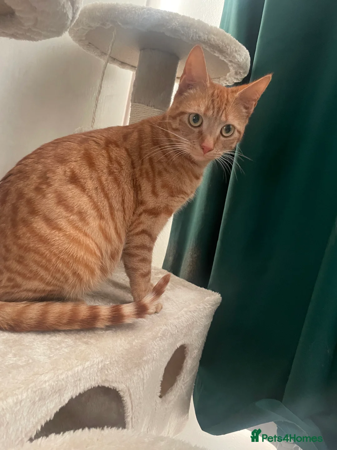 Mixed Breed cats for sale: 2 Ginger Males 2 calico females 1 tortie female - Advert 2