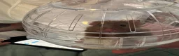 Hamster rodents for sale: Syrian hamster  in Plymouth - Advert 8