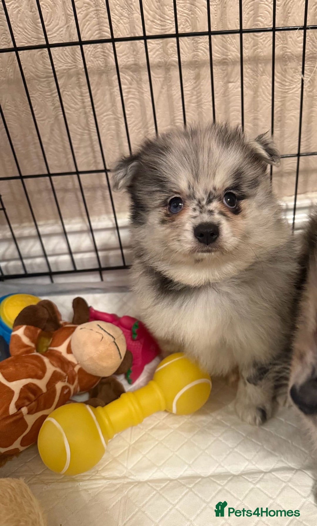 Pomeranian dogs for sale: Pom Puppies - Advert 22