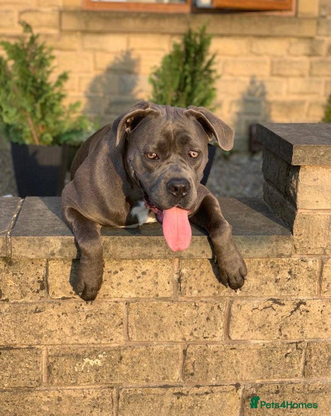 Cane Corso dogs for sale: CANE CORSO CHAMPION BLOOD LINE VERY GOOD STOCK - Advert 11