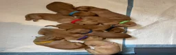 Goldador dogs for sale: Goldador puppies have arrived!  - Advert 2