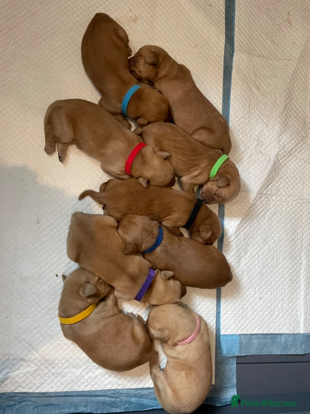 Goldador dogs for sale: Goldador puppies have arrived!  - Advert 2