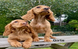 Cocker Spaniel dogs for sale: Red Cocker Spaniel Puppies Ready Now - Image 3