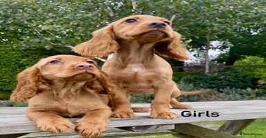 Cocker Spaniel dogs - Advert 2