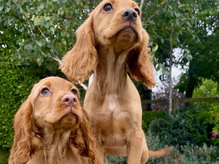 Cocker Spaniel dogs - Advert 24
