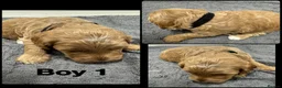 Cockapoo dogs for sale: Beautiful Fully Health Tested Cockapoos  - Advert 4