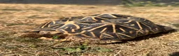 Tortoise reptiles for sale: Indian Star Tortoise around 12-14 years old in Newport Pagnell - Advert 2