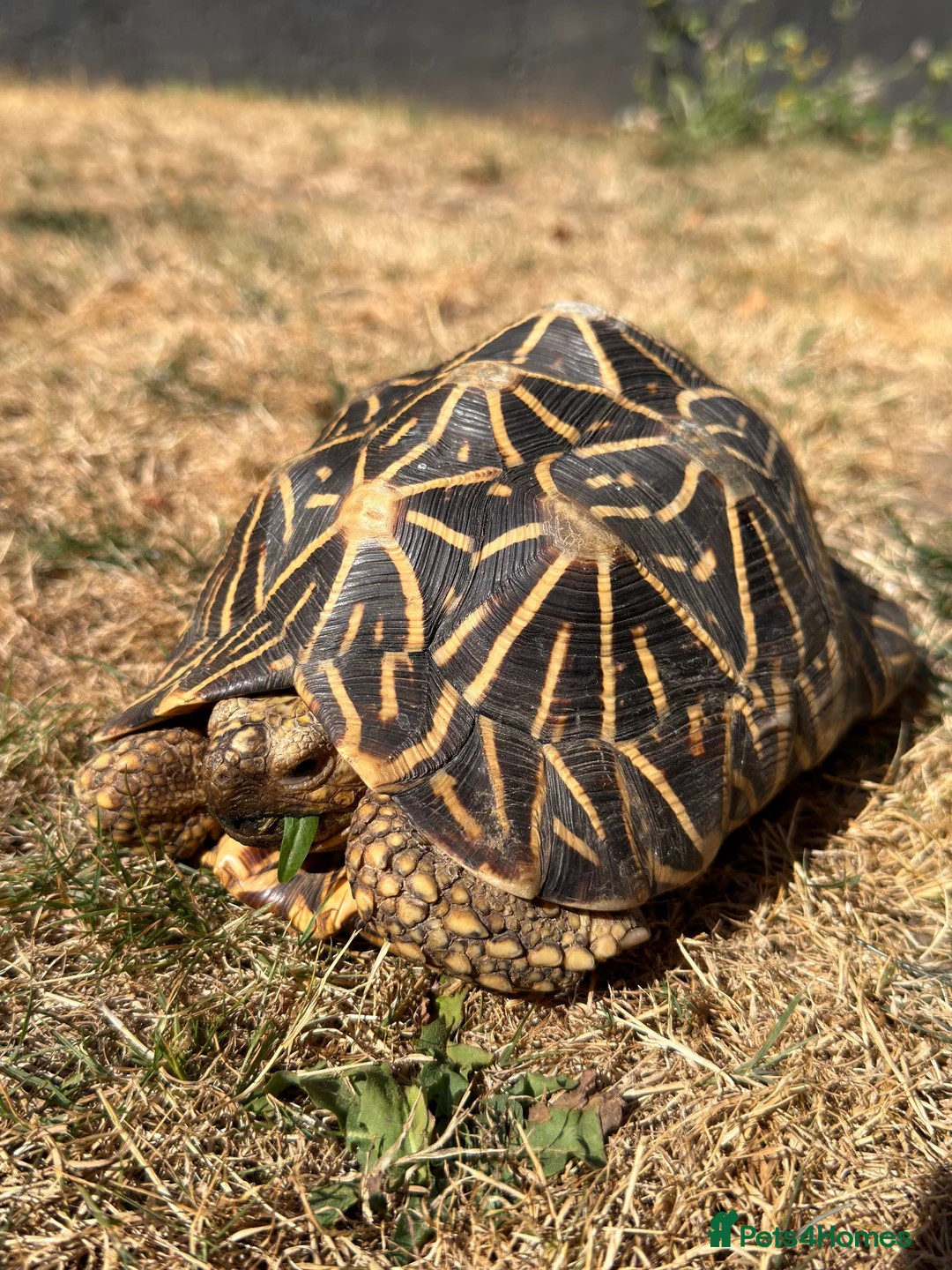 Tortoise reptiles for sale: Indian Star Tortoise around 12-14 years old in Newport Pagnell - Advert 2