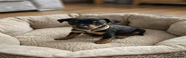 Miniature Pinscher Puppy 2