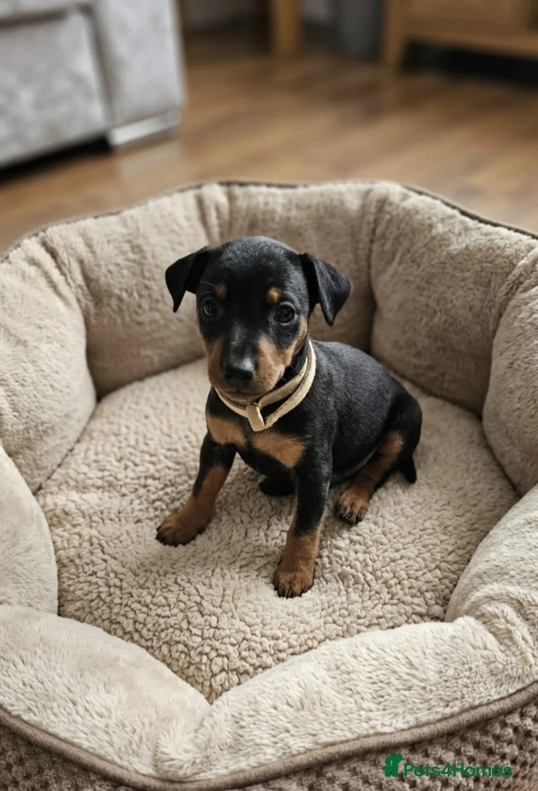 Miniature Pinscher dogs for sale: Miniature Pinscher Puppies–Healthy&Well Socialised - Advert 2