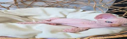 Sphynx cats for sale: Beautiful Canadian Sphynx Kittens Available 💎 - Advert 17