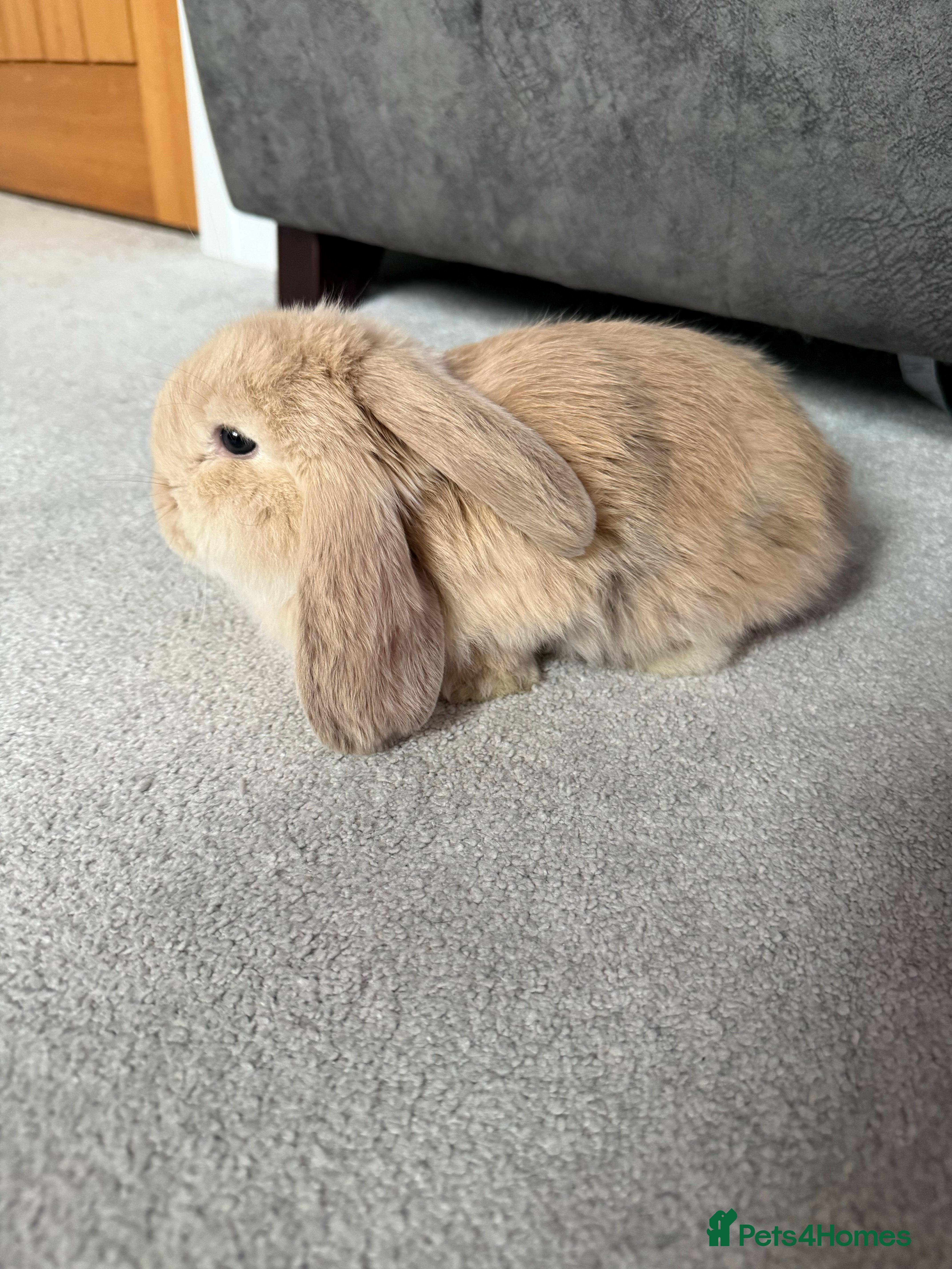 French Lop rabbits Stunning French lops available 23rd march  - Advert 5