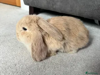 French Lop rabbits Stunning French lops available 23rd march - Advert 5