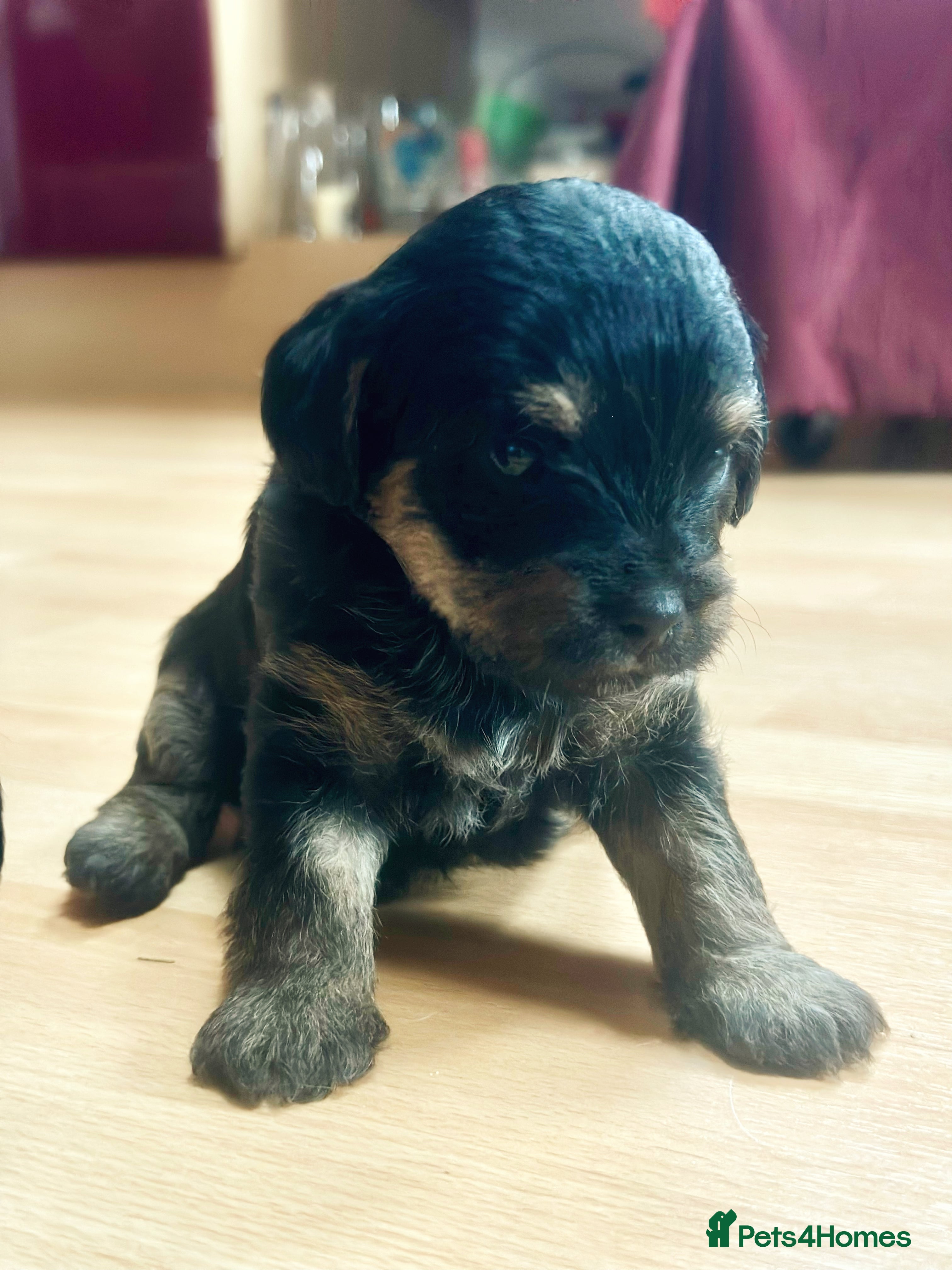 Border Terrier dogs Stunning Border Teddies - Advert 16