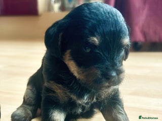 Border Terrier dogs Stunning Border Teddies - Advert 5