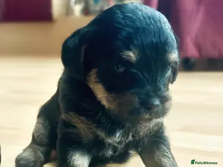 Border Terrier dogs Stunning Border Teddies - Advert 16