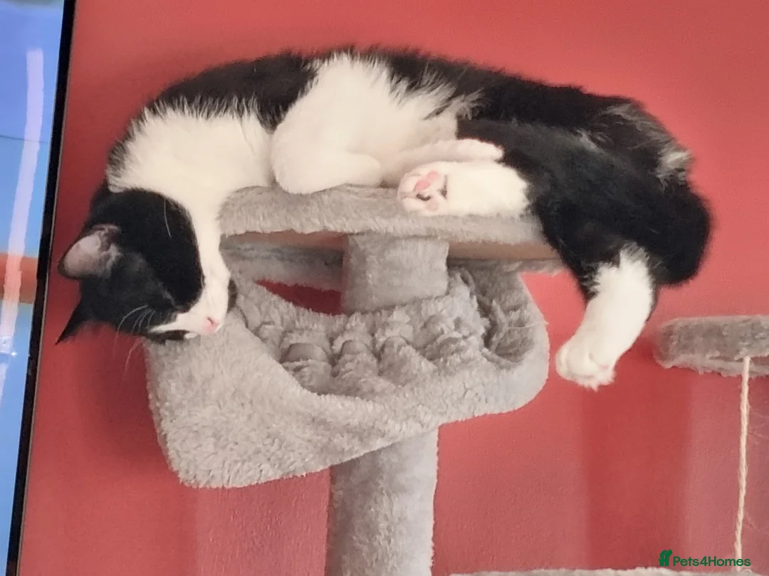 Domestic Shorthair cats for sale: Black and white cat for sale - Advert 5