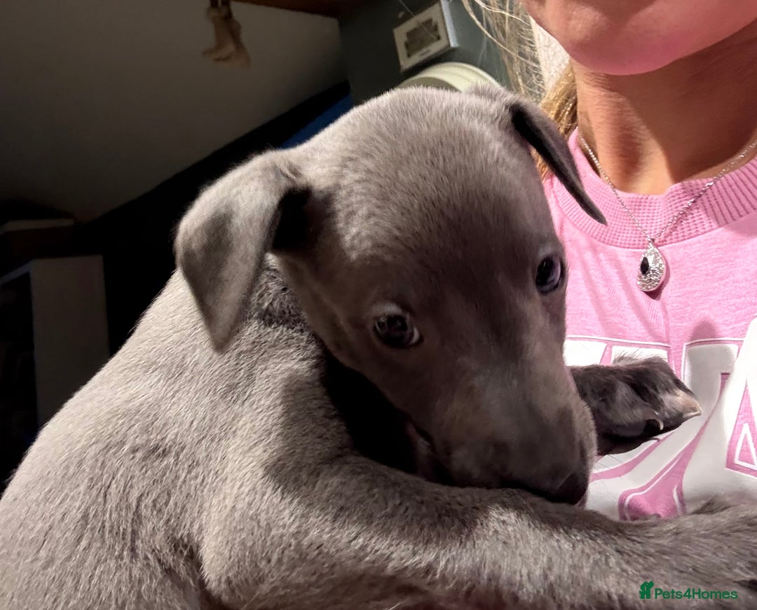 Whippet dogs for sale: Blue whippet puppies - Image 2