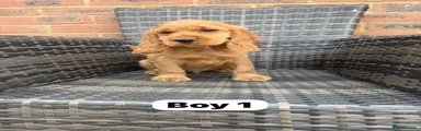 Cocker Spaniel 1