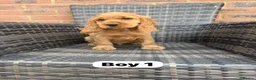 Cocker Spaniel dogs for sale: GoldenSHOW Type Cocker SPANIEL  in Iver - Advert 6