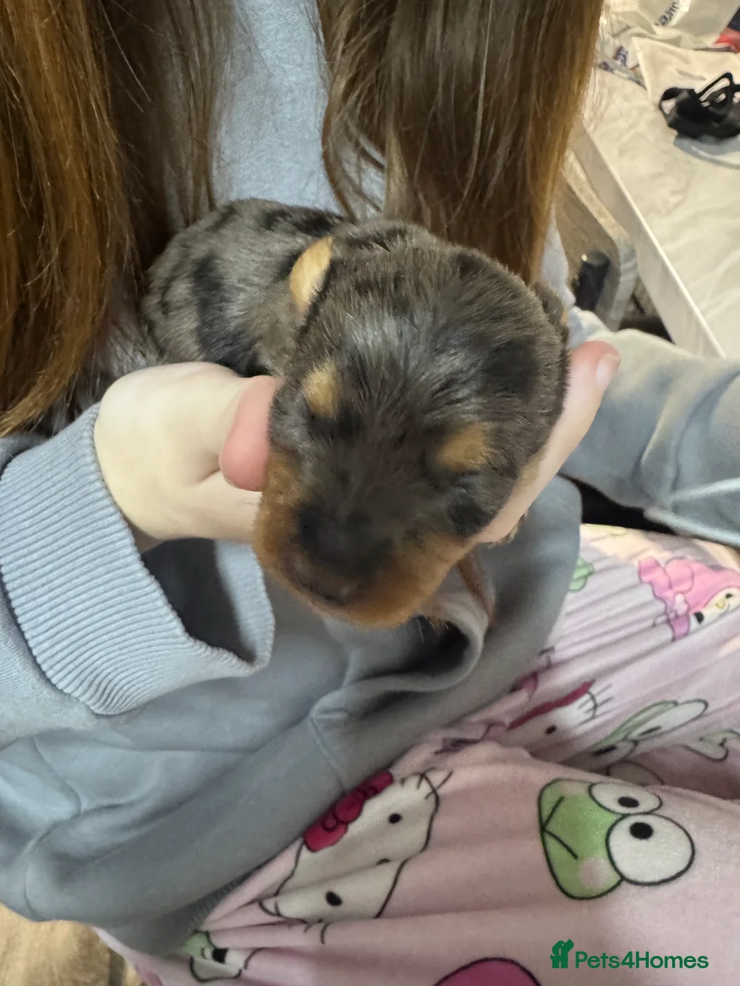 Doxiepoo dogs for sale: Beautiful doxipoo baby’s  - Advert 12