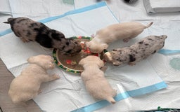 Pomchi dogs for sale: Beautiful Pomchi puppies  - Image 3