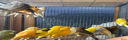 Canaries birds for sale: Lot of stunning canary’s  - Advert 2