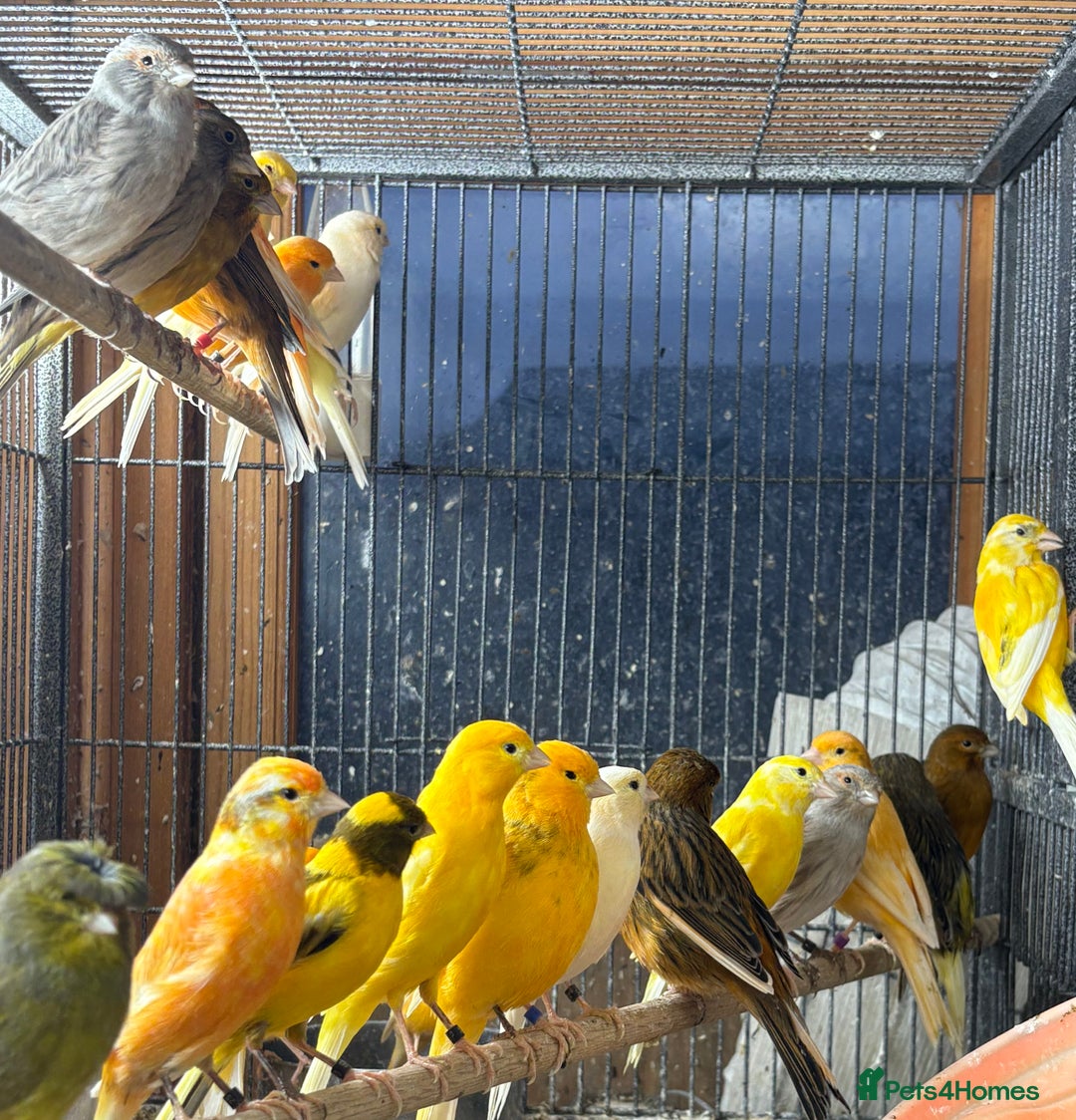 Canaries birds for sale: Lot of stunning canary’s  - Advert 2